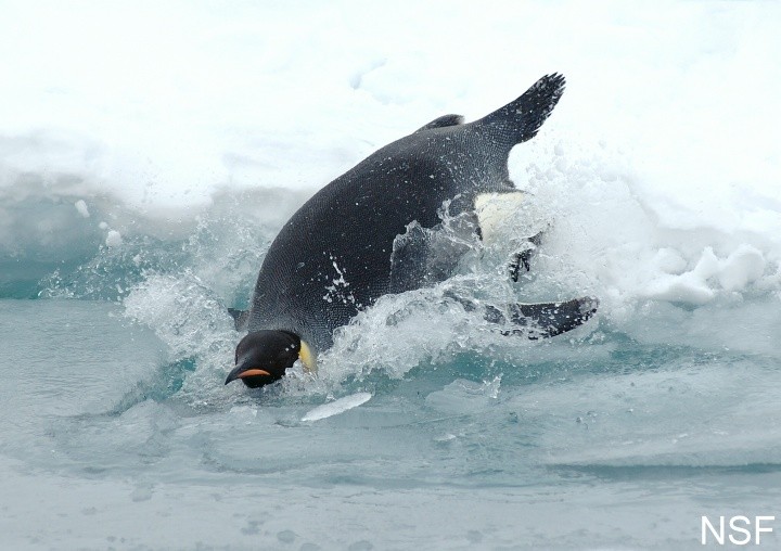 penguin diving into the freezing cold water