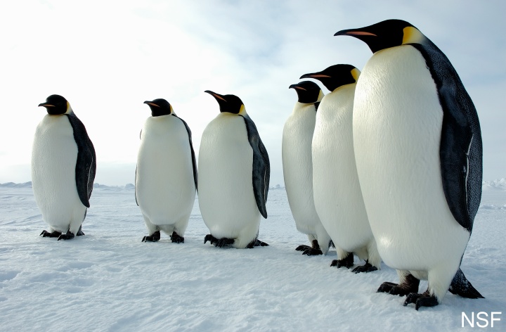 penguins standing in a row